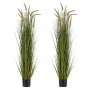 Horsetail Reed Grass
