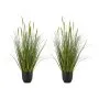 Cattail Reed Grass